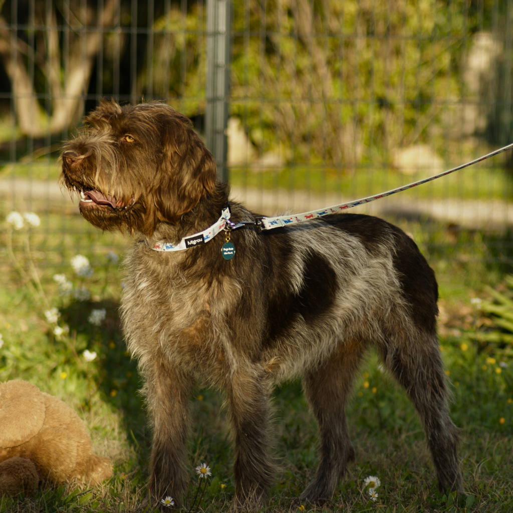 Training Tips: How to Train Your Dog to Walk with a Collar and Leash?