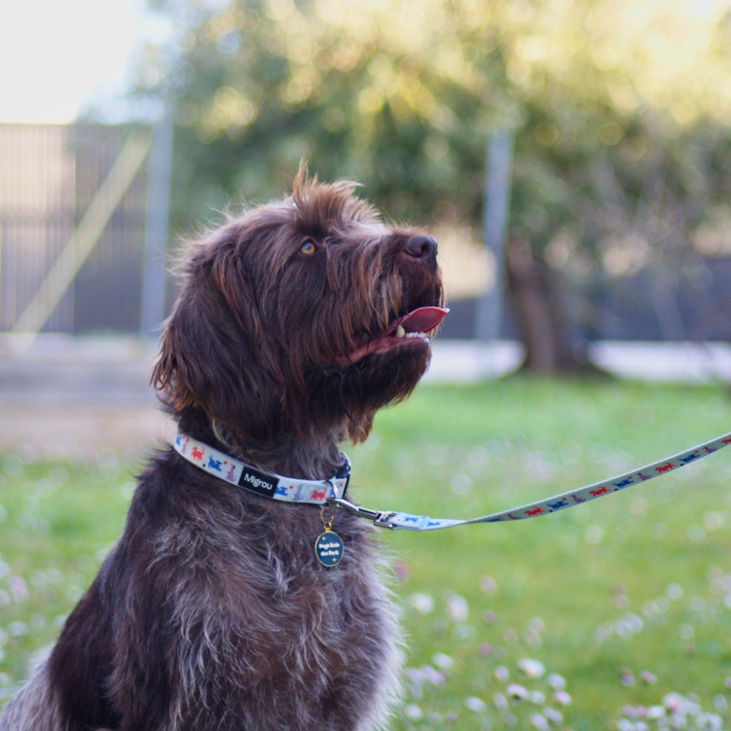 The Crucial Role of Collars and Leashes in Service Dog Training