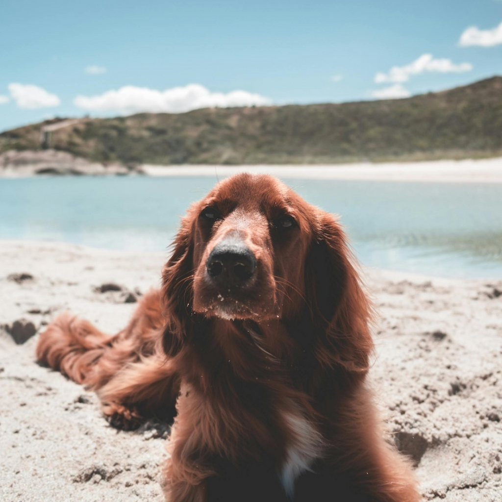 7 Fun Activities to Enjoy with Your Dog This Summer