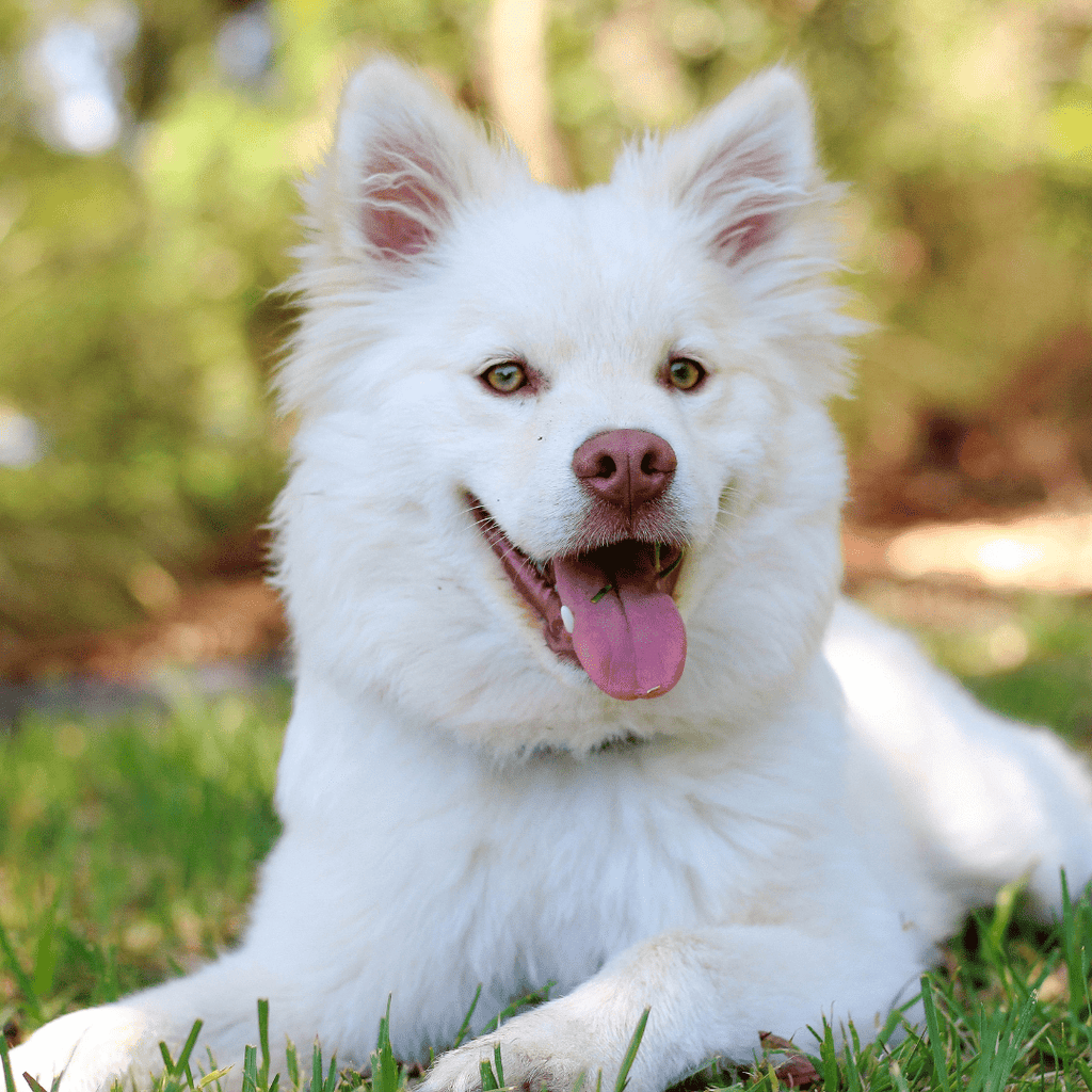 10 Mistakes Almost Every Dog Owner Makes (And How to Fix Them) - Migrou