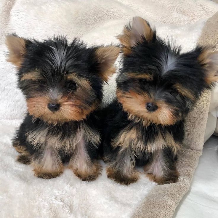 15 Extra Cute Teacup Dog Breeds - Migrou