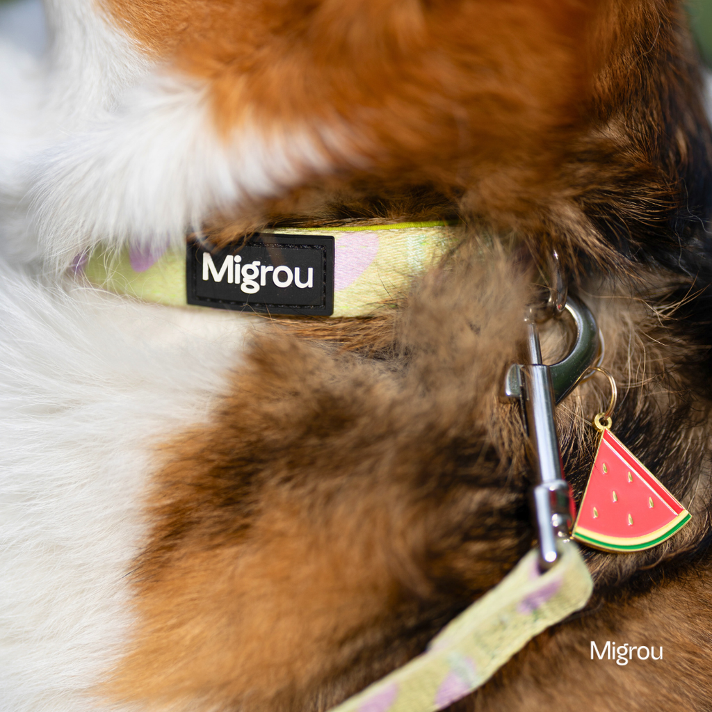 Top 5 Dog Collar Trends for 2026: What's In and What's Out