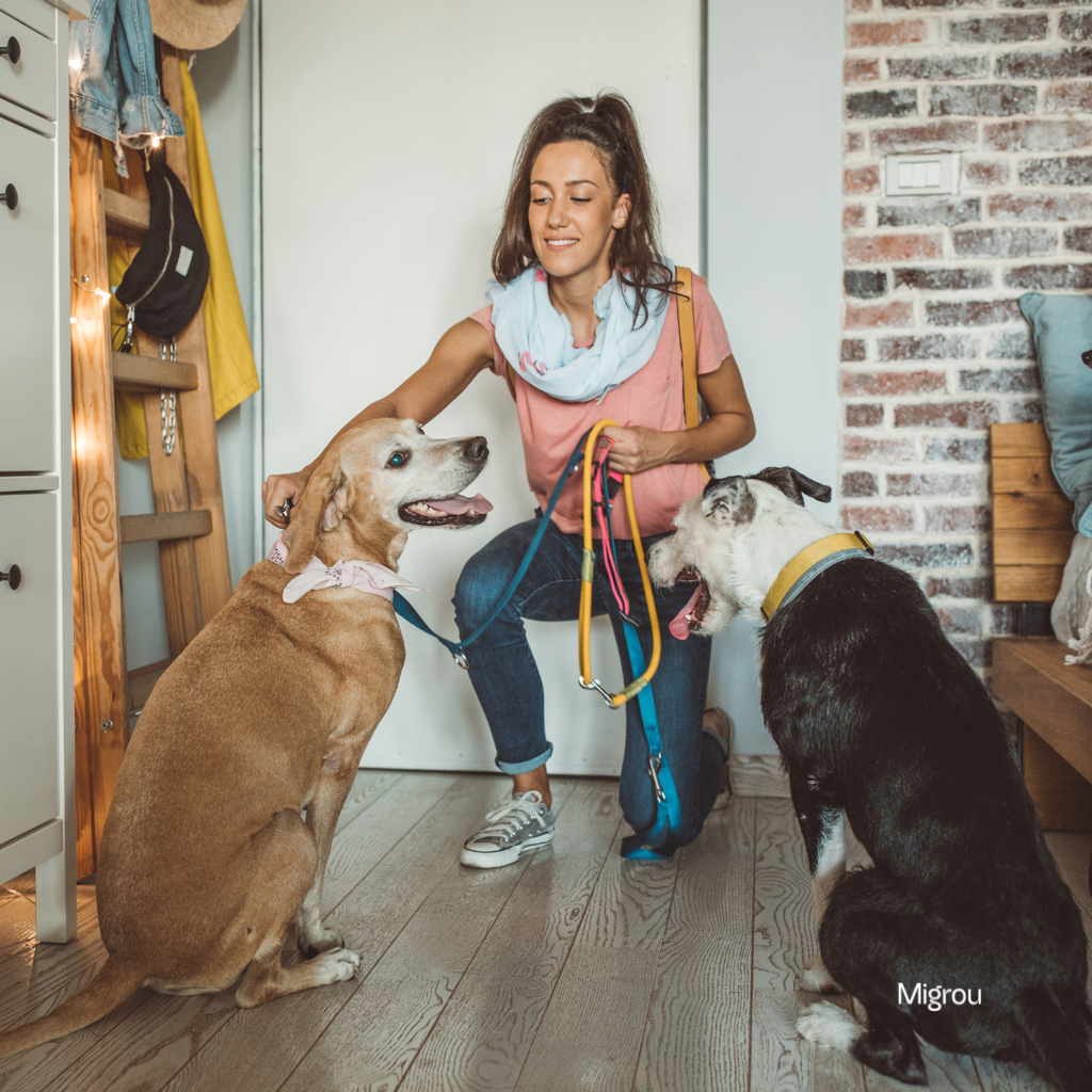 Finding a Great Pet Sitter in Québec: What to Look For