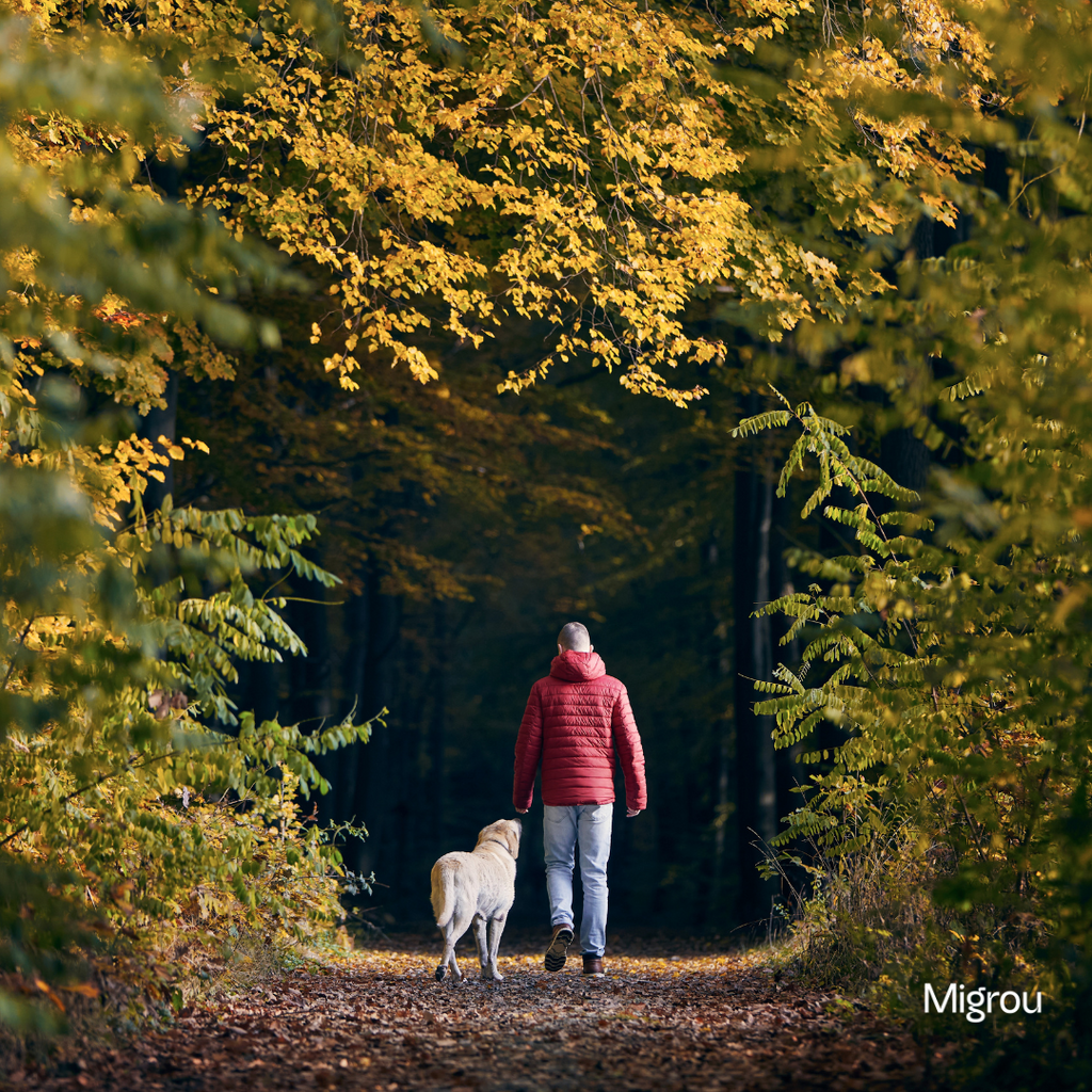 The Ultimate Guide to Enjoying Autumn with Your Dog