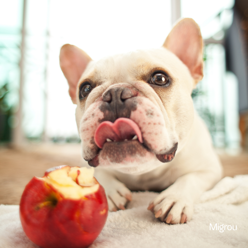 Seasonal Foods and Dogs: What’s Safe to Share from Your Québec Table
