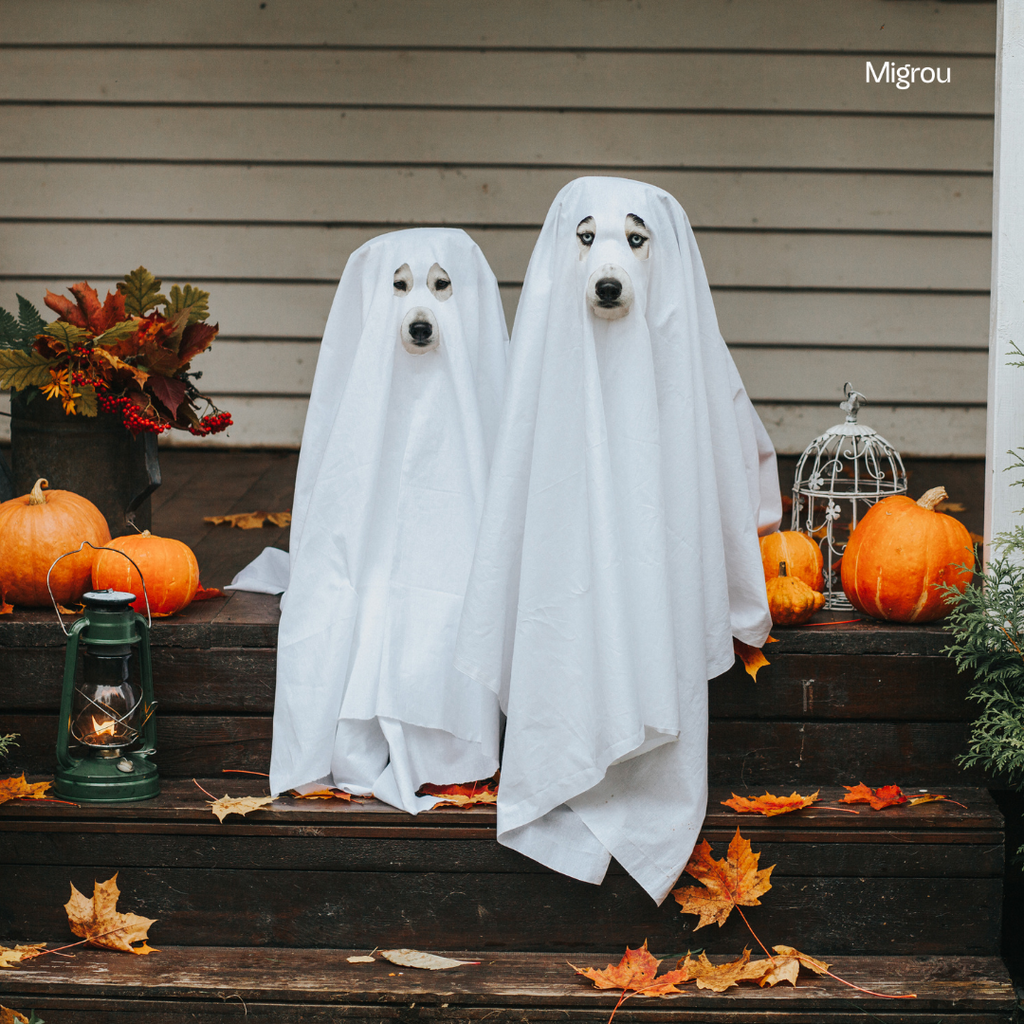 Halloween Safety Tips for Dogs: Treats, Costumes, and Trick-or-Treating