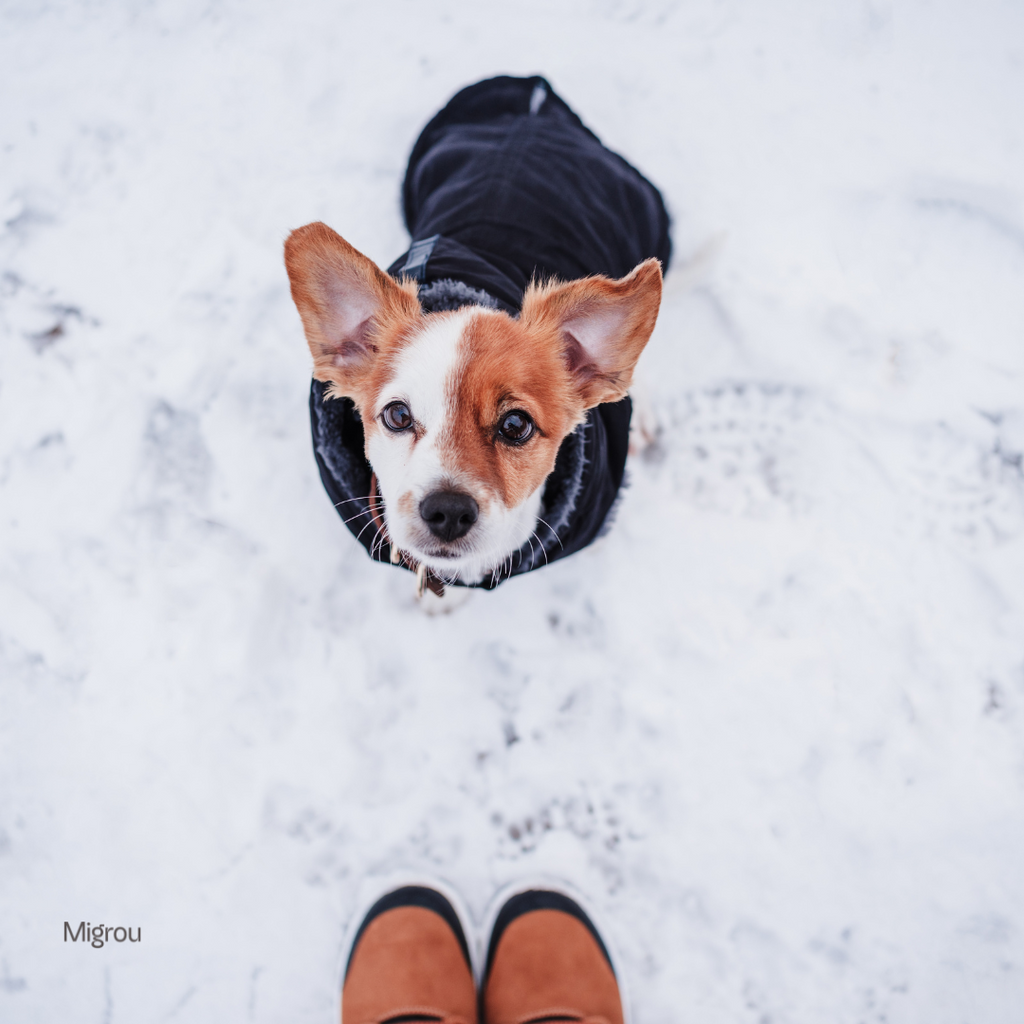 Preparing Your Dog for Québec Winters: Cold-Weather Essentials
