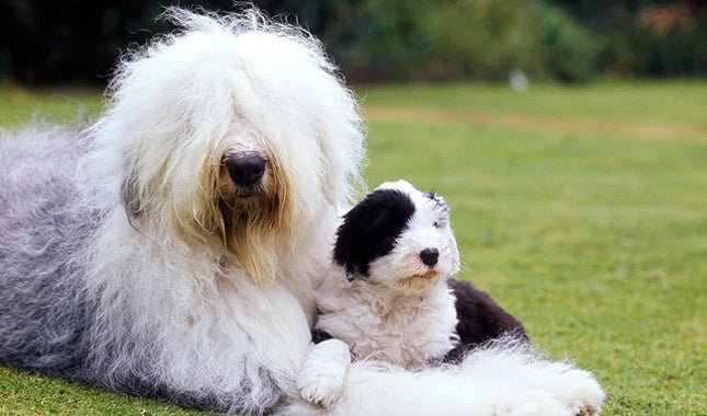 20 Fluffy Dog Breeds Perfect for Cuddling: Your Guide to Gentle Giants - Migrou