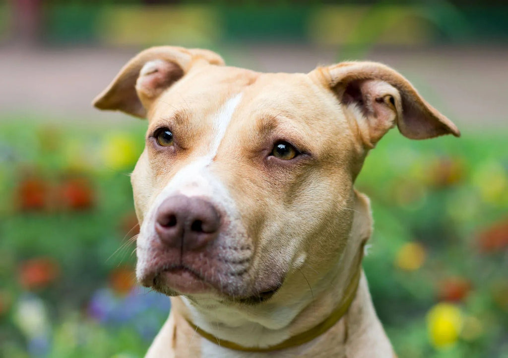 5 PitBull Dog Breeds Types - Migrou