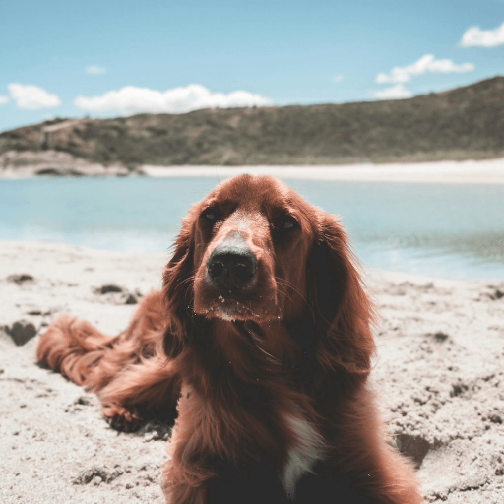 70+ Fun Activities to Enjoy with Your Dog This Summer - Migrou