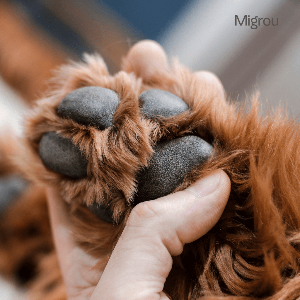 8 Common Dog Paw Problems - Migrou