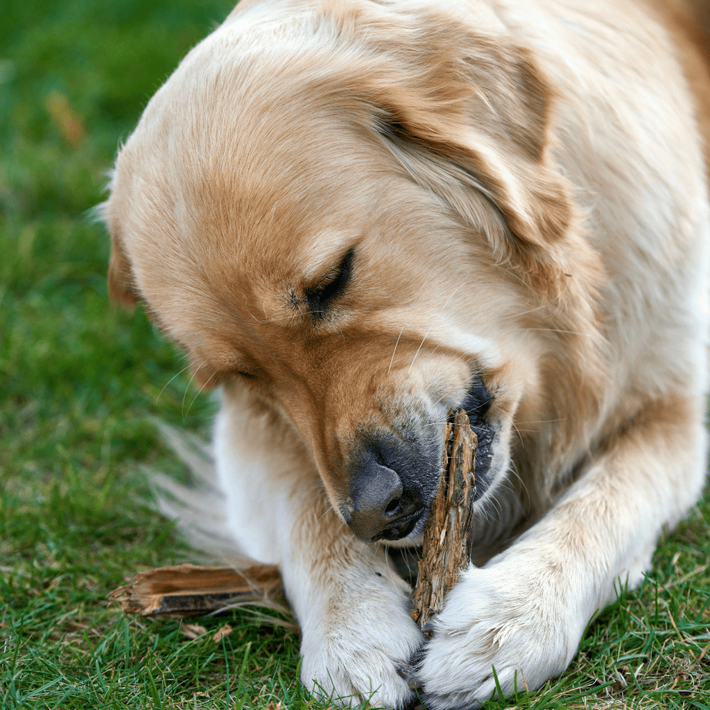 9 Cost-Effective Ways To Keep Your Dog Mentally Stimulated - Migrou