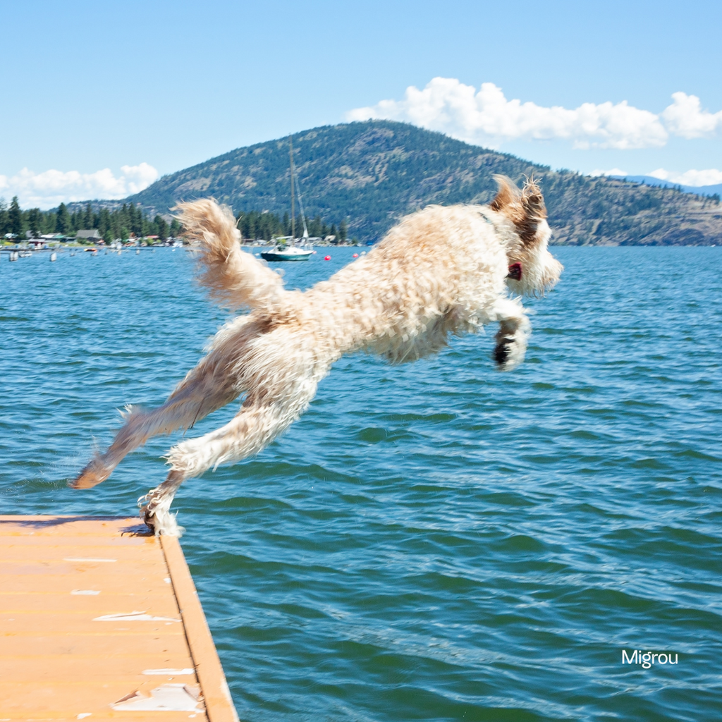 The Best Lakes and Rivers in Québec for a Splash with Your Dog
