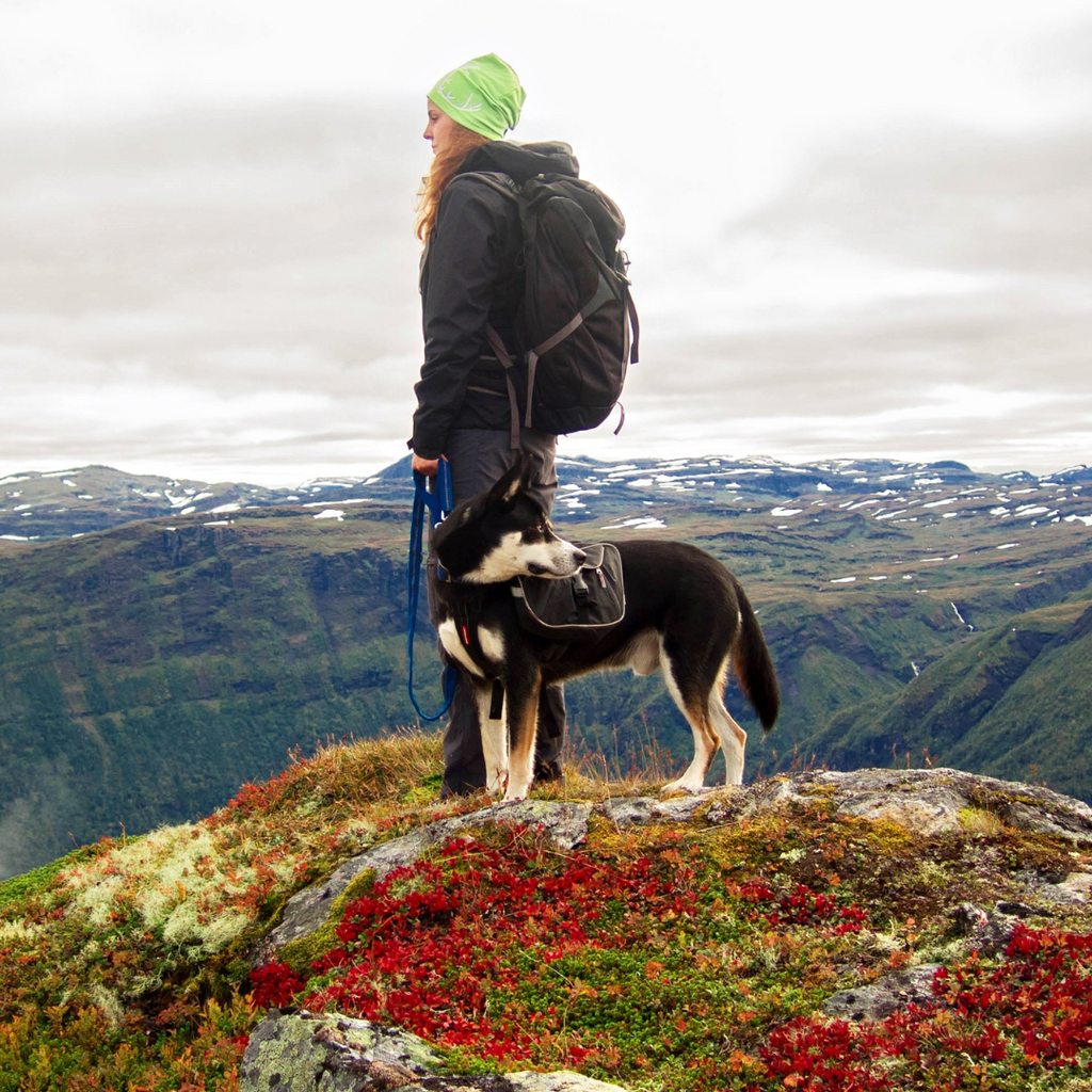 What to Pack for a Hike with Your Dog: Essentials for Every Season