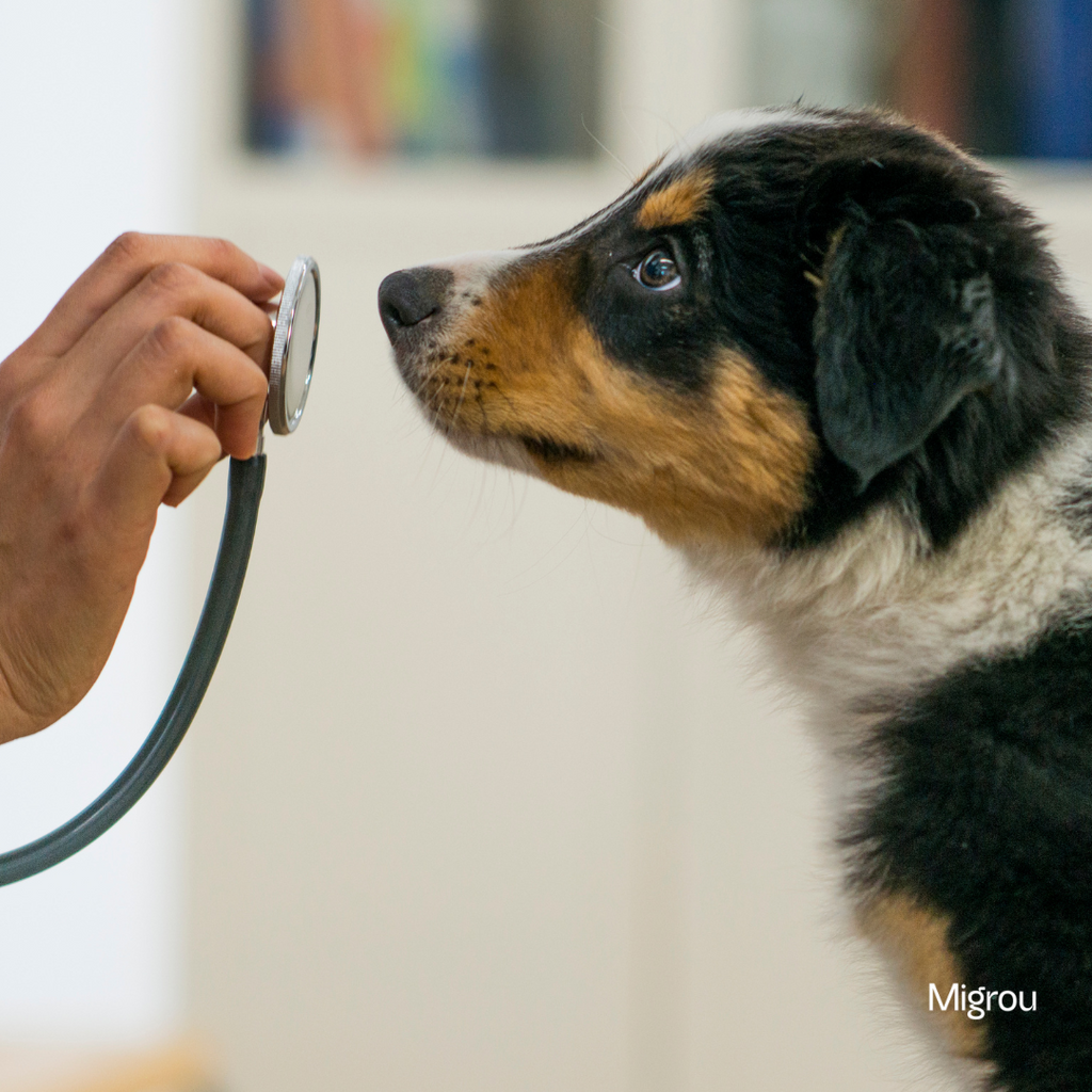 Smart Collars & Wearables: How Tech Monitors Your Dog’s Health