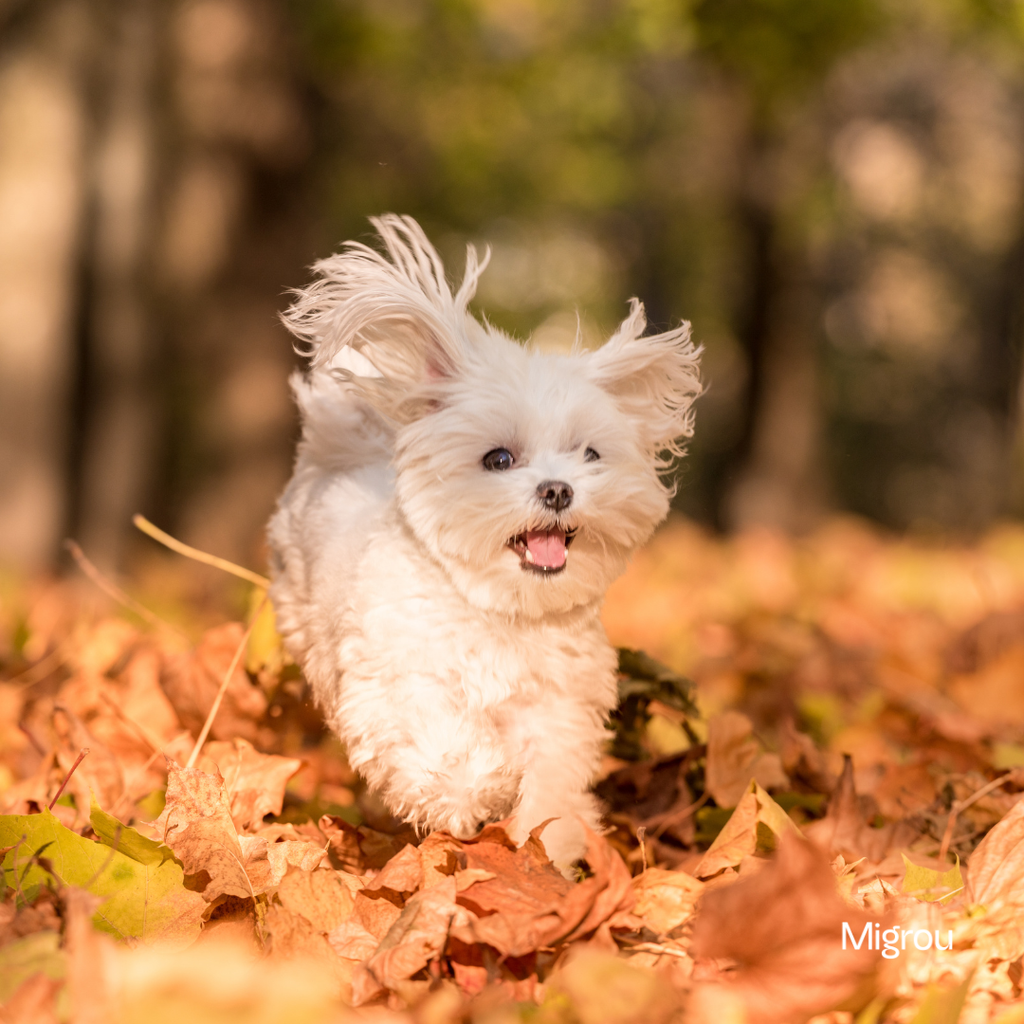 Explore Québec’s Hidden Off-Leash Dog Trails
