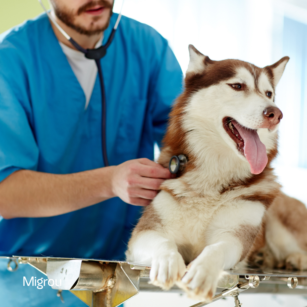 Pet Insurance for Your Dog in Québec: What to Know Before You Decide