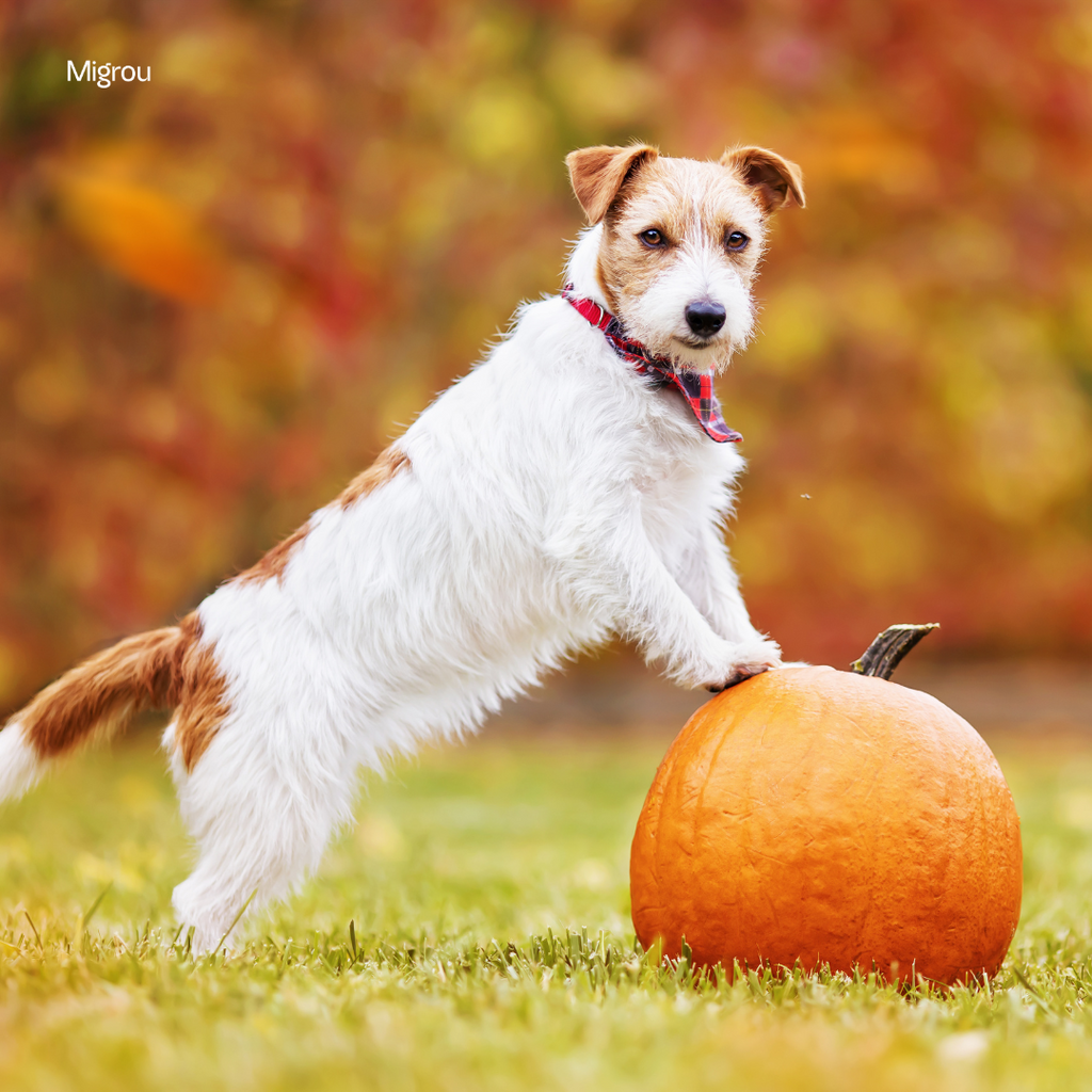 Dog-Friendly Pumpkin Patches and Apple Orchards in Québec