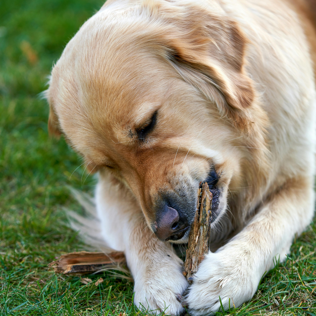 9 Cost-Effective Ways To Keep Your Dog Mentally Stimulated