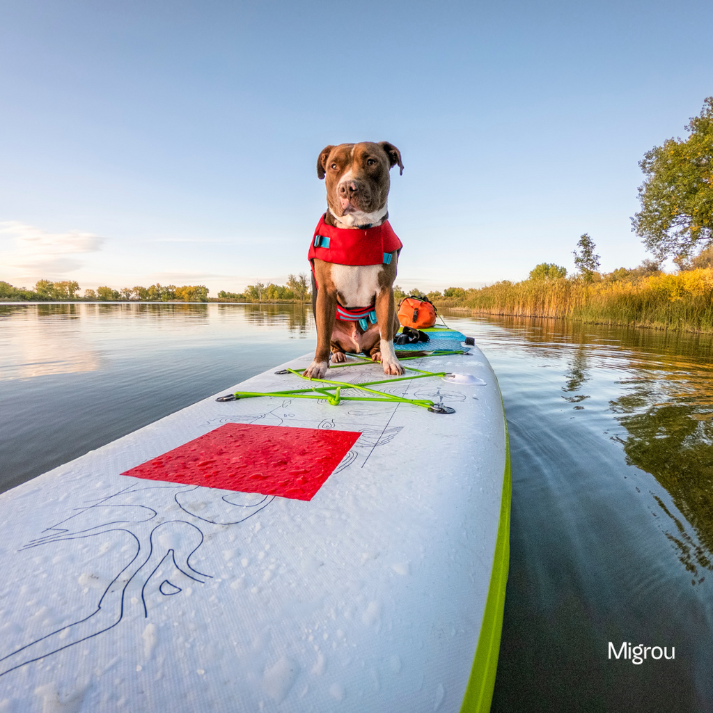 Canicross & Paddleboarding: The Ultimate Guide for Active Dog Lovers in Québec