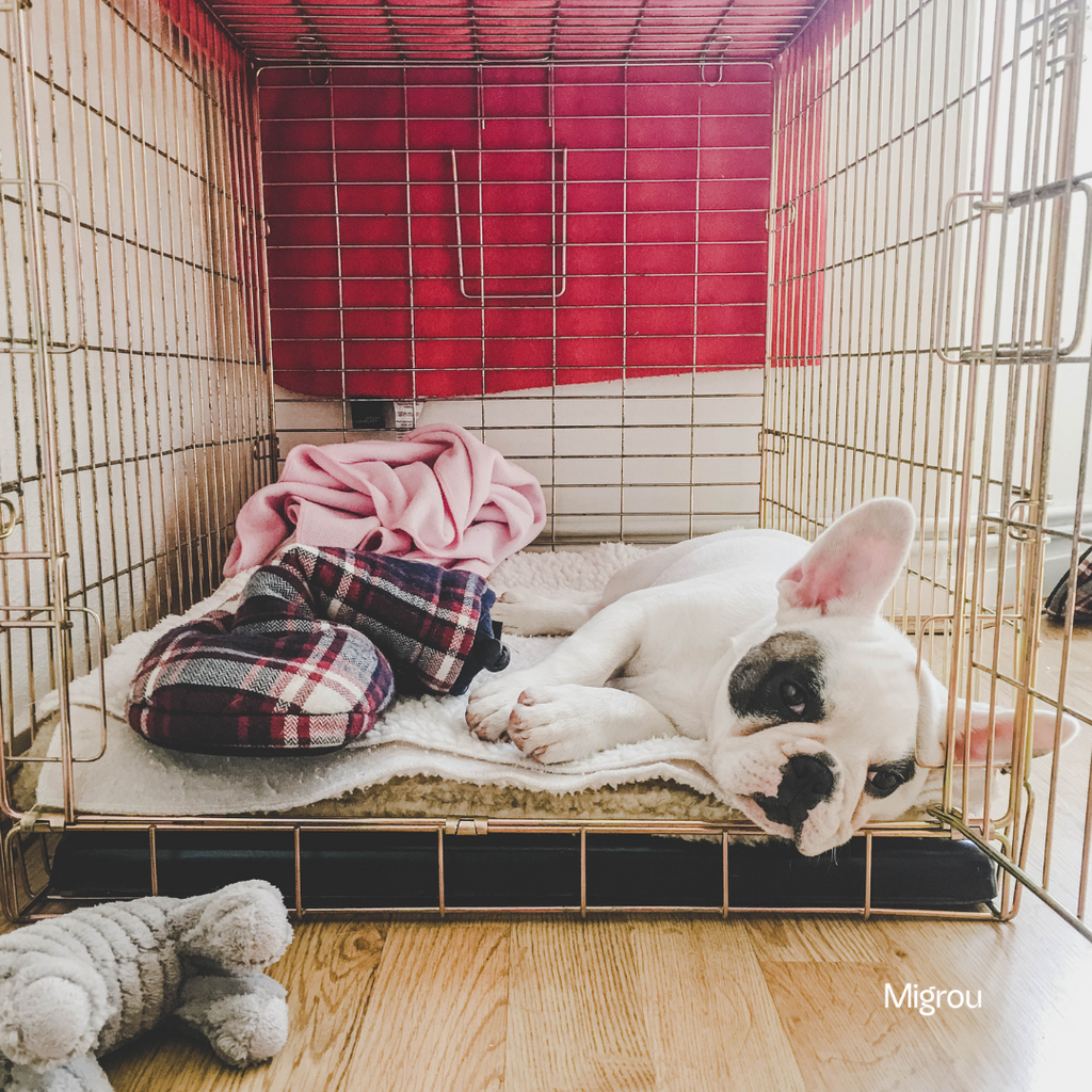How to Crate Train a Puppy: A Step-by-Step Guide