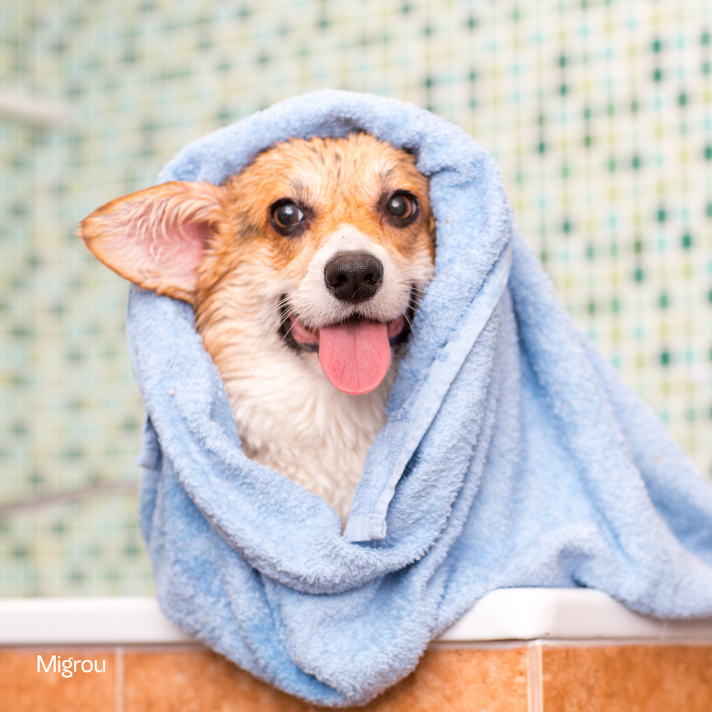 Find the Perfect Dog Groomer: Quebec Edition