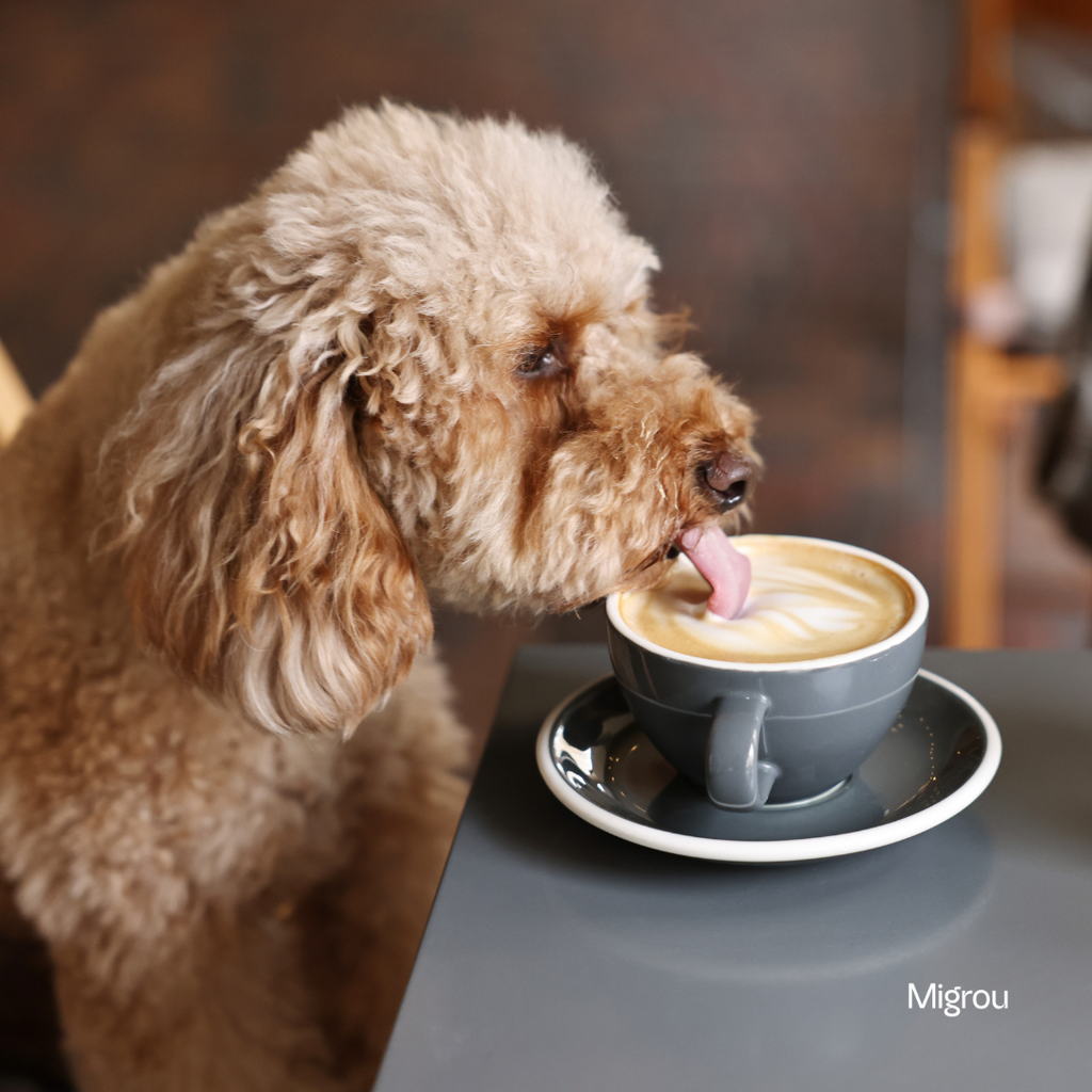 Québec’s Most Dog-Friendly Cafés &amp; Patios: A City-by-City Guide