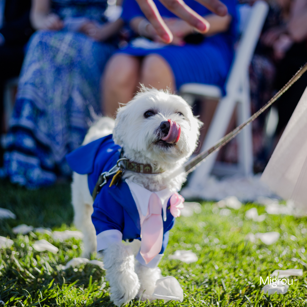 Fall 2025 in Québec: The Best Dog-Friendly Events and Activities