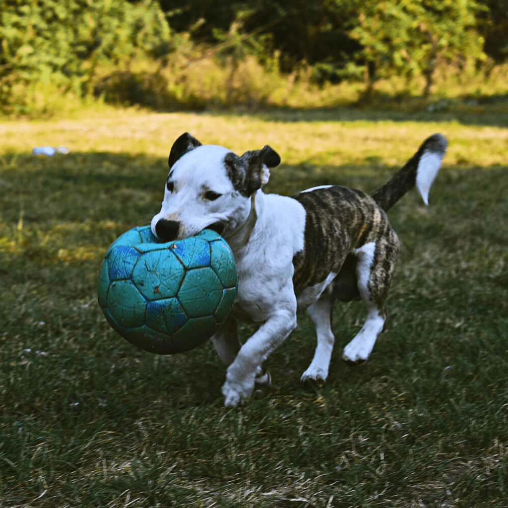 A Holistic Dog Guide to Fleas, Ticks & Heartworms - Migrou