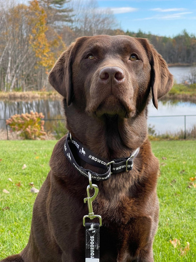 Are Martingale Collars Bad for Your Dog? Dangers You Should Know - Migrou