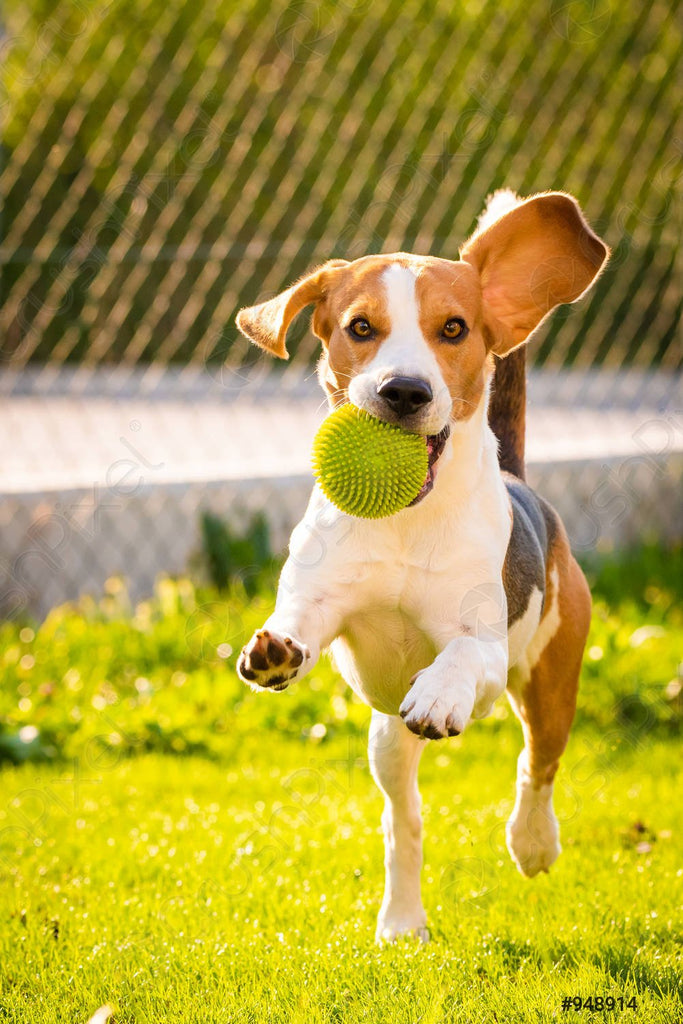 Best Collar for Beagles: A Comprehensive Guide - Migrou