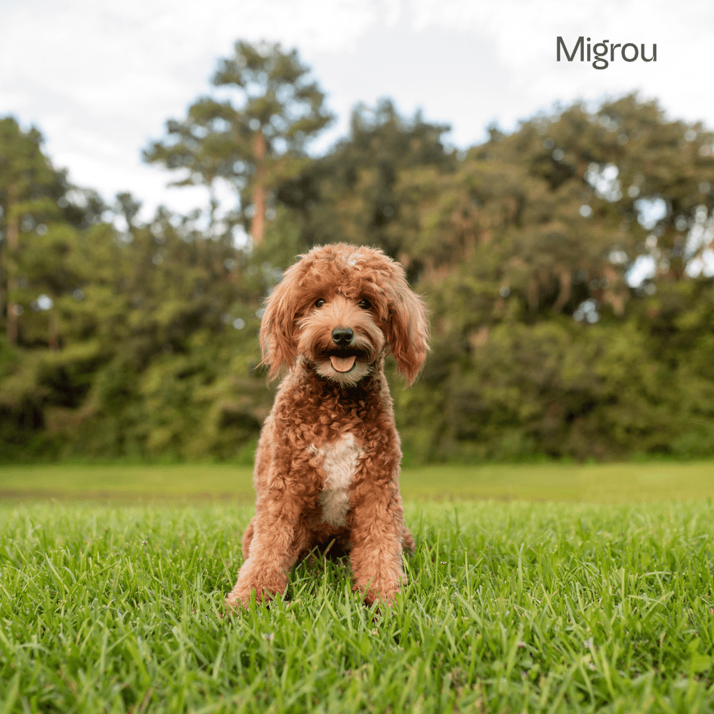 Best Collar for Your Goldendoodle (Ultimate Guide) - Migrou