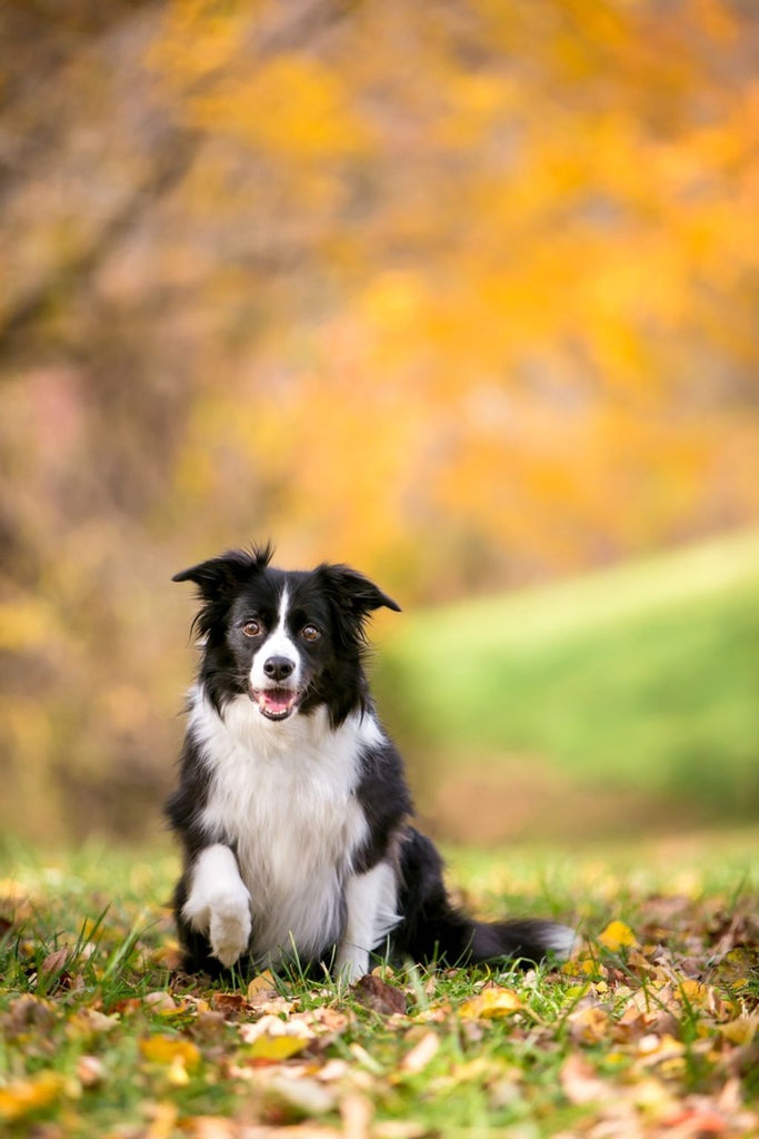 Best Collars for Active Border Collies: Durability Meets Comfort - Migrou