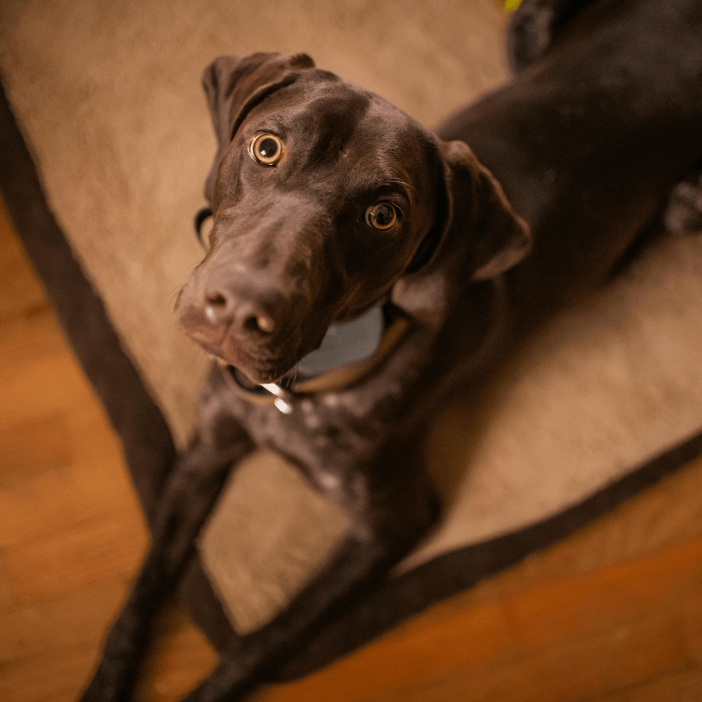 Best Dog Collars for German Shorthaired Pointers (Guide) - Migrou