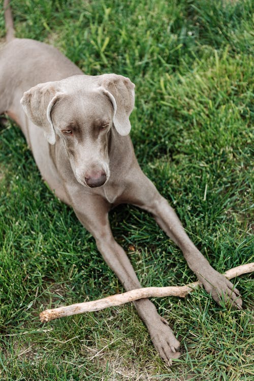 Best Dog Collars for Weimaraners: A Complete Guide to Choosing the Perfect Fit - Migrou