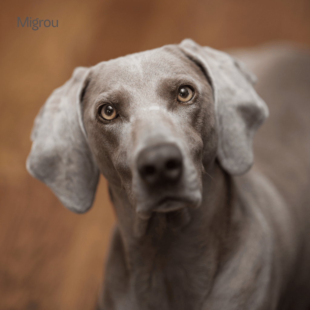 Best Dog Collars for Weimaraners: A Complete Guide to Choosing the Perfect Fit - Migrou