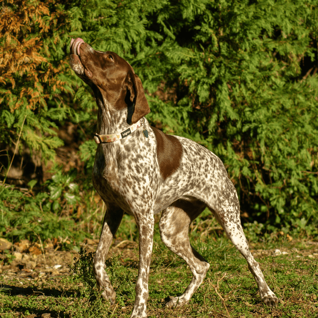 Best Dog Collars Guide 2024: Choosing The Right Collar For Your Dog - Migrou