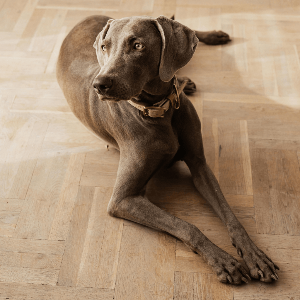 Best Dog Leash for Weimaraners: A Complete Guide - Migrou