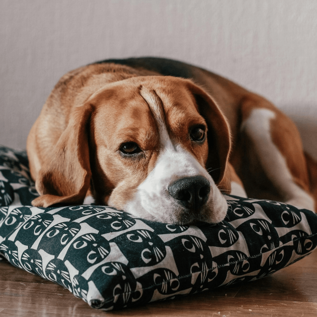 Best Leash for Beagles: Complete Guide - Migrou