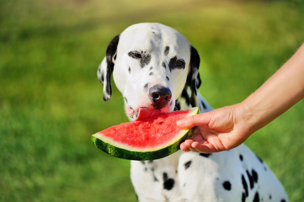 Can Dogs Eat Watermelon? A Comprehensive Guide - Migrou