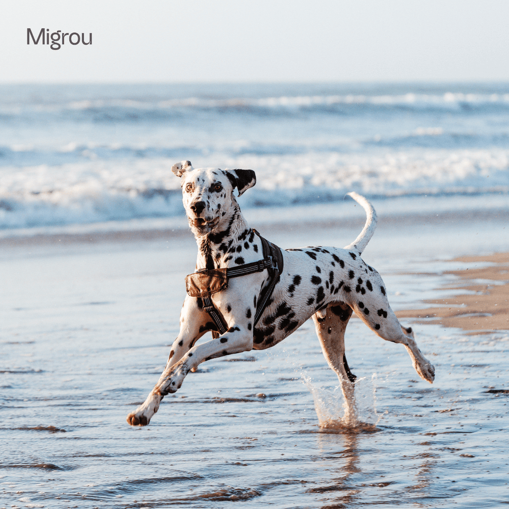 Dalmatian Dog Collar - Ultimate Guide - Migrou