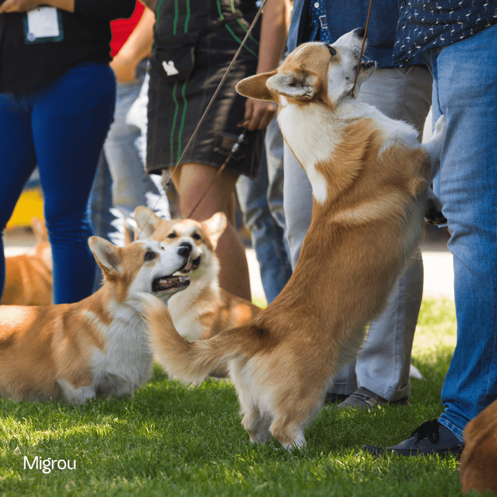 Dog Events & Festivals in Quebec (May 2025 – May 2026) - Migrou