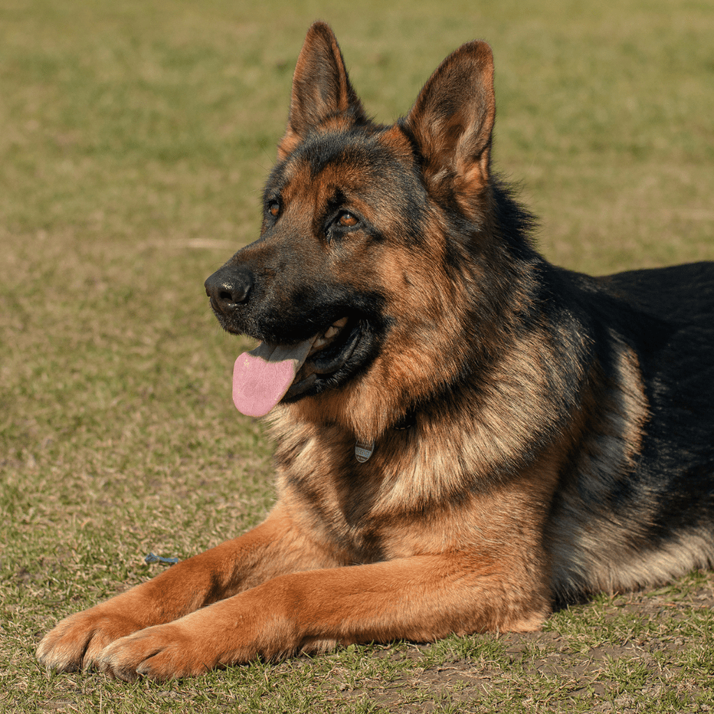 German Shepherd Socialization: Complete Guide - Migrou