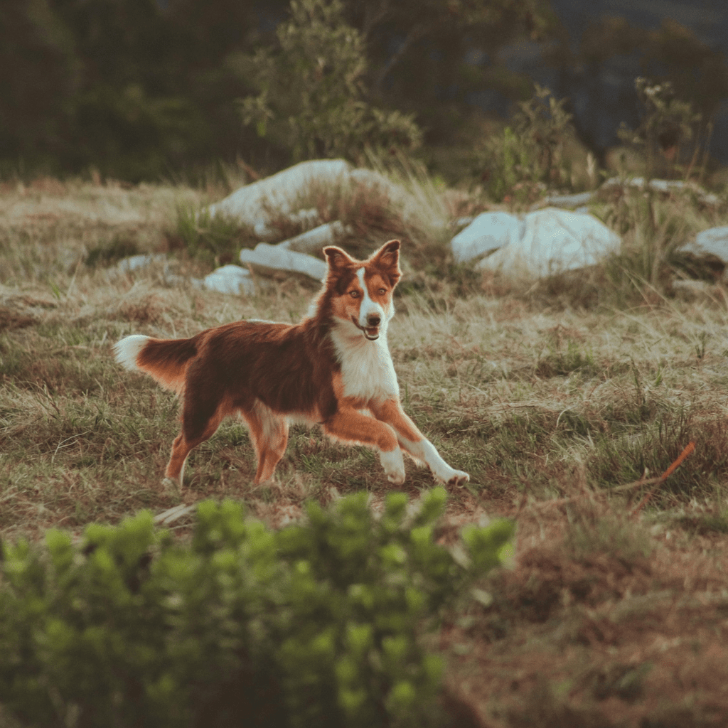 How Exercise Improves Your Dog's Mental Health - Migrou