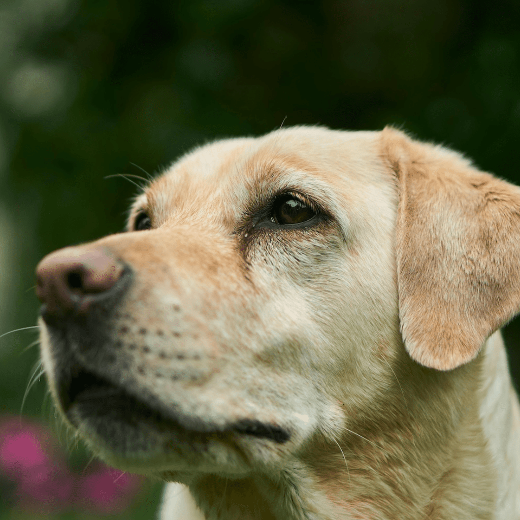 How Much Exercise Does a Labrador Need? Full Guide - Migrou