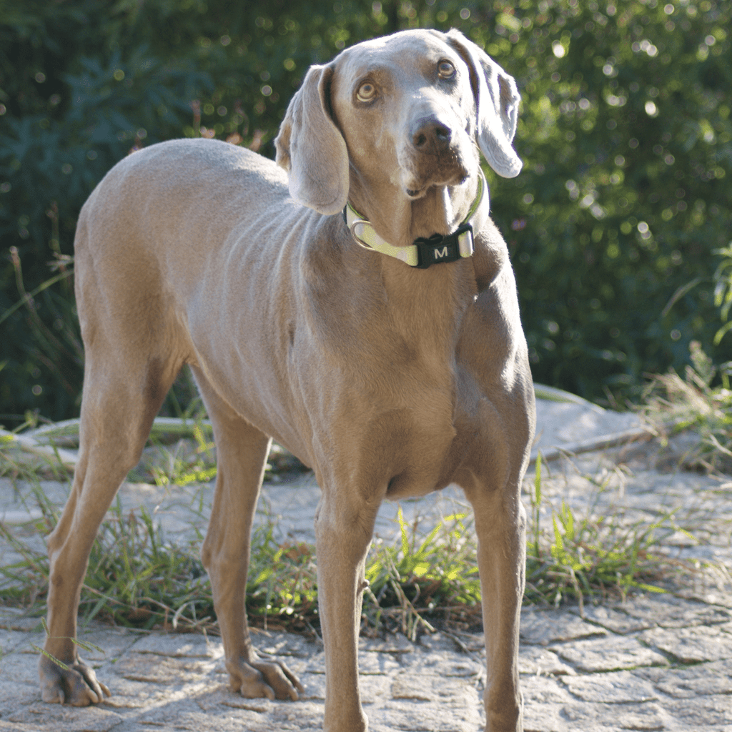 How to Care For Your Senior Dog - Migrou