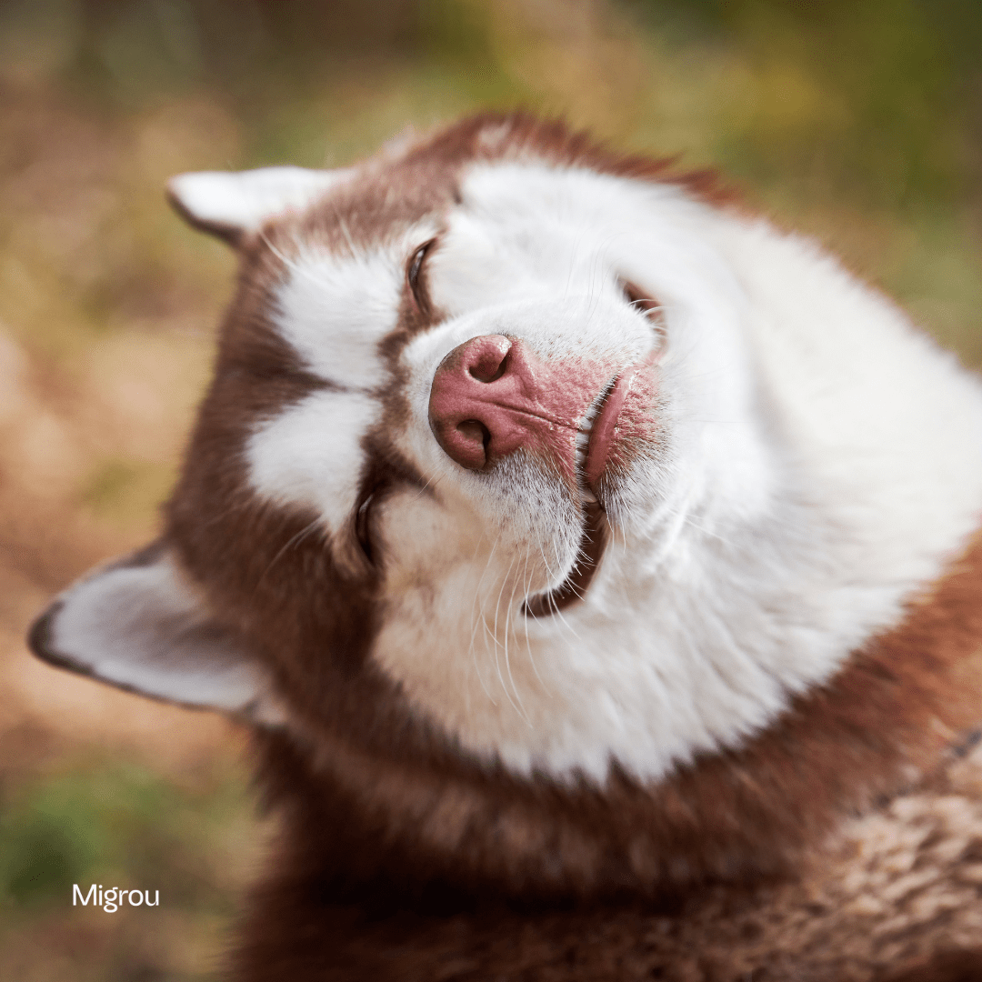 Comment choisir le chien idéal pour le climat québécois - Migrou, image size:1080x1080