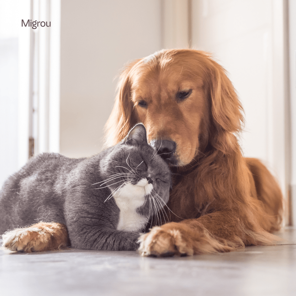 How to Introduce Your Puppy to Your Cat: A Complete Step-by-Step Guide - Migrou