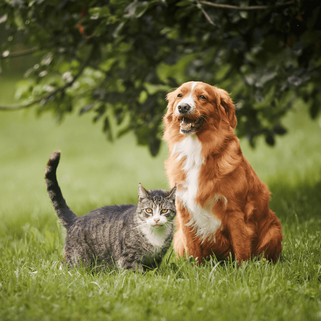 How to Safely and Successfully Introduce a Dog and Cat: A Step-by-Step Guide - Migrou