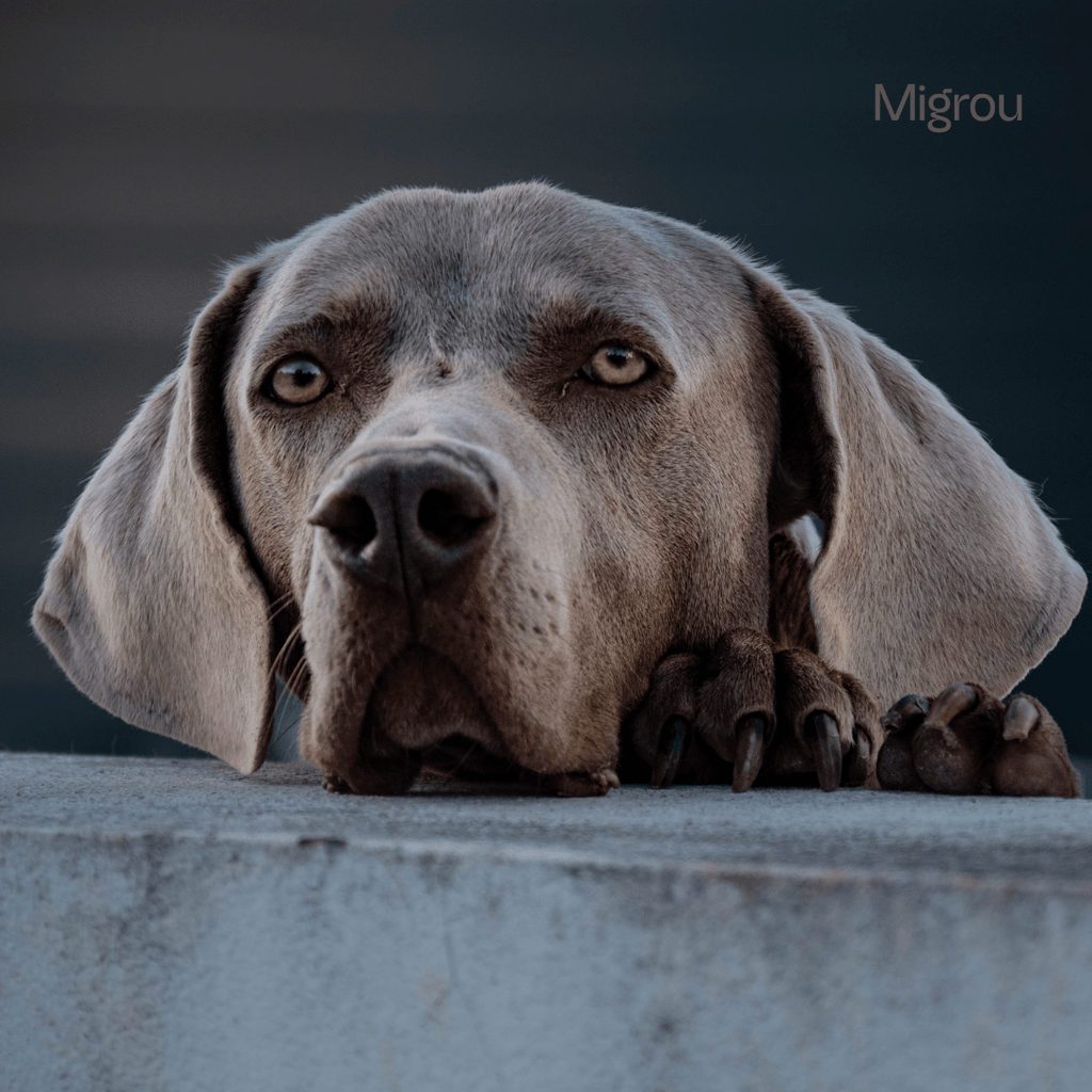 How to Train a Weimaraner: Expert Tips & Common Mistakes to Avoid - Migrou